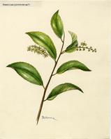 Homalium pleiandrum