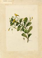 Gesneria citrina