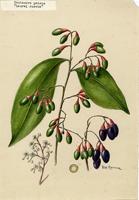Nectandra patens