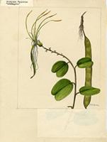 Bauhinia pauletia