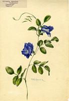 Clitoria ternatea