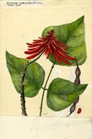 Erythrina corallodendron