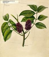 Lonchocarpus latifolius