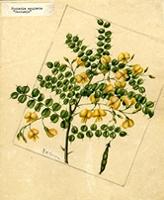 Pictetia aculeata