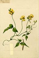 Vigna repens