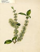 Ginoria rohrii