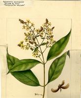 Banisteria laurifolia