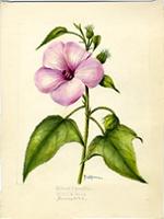 Hibiscus bifurcatus