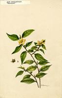 Sida carpinifolia