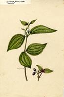 Clidemia strigillosa