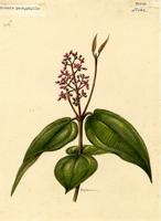 Miconia pachyphylla