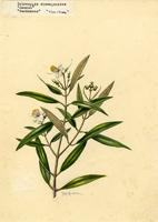 Tetrazygia elaeagnoides