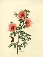 Anneslia haematostoma