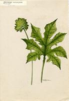 Dorstenia contrajerva