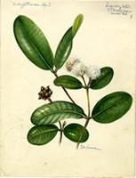 Calyptranthes