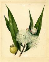 Syzygium jambos