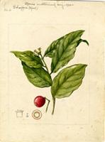 Schoepfia
