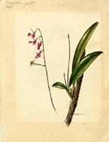 Comparettia falcata
