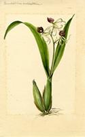 Anacheilium cochleatum