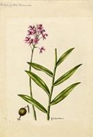 Amphiglottis secunda