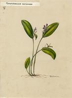 Pleurothallis coriacea