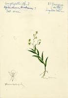 Amphiglottis