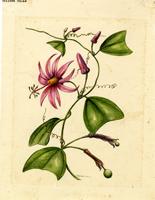 Passiflora tulae