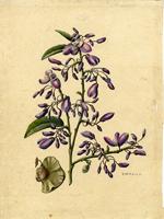 Phlebotaenia cowellii