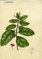 Guettarda scabra