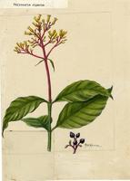 Palicourea riparia