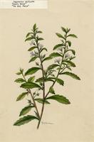 Capraria biflora