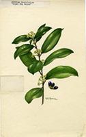 Cestrum laurifolium