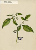 Solanum nigrum
