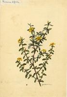 Turnera diffusa