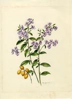 Duranta repens