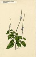 Valerianoides cayennense