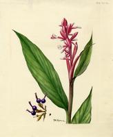 Alpinia antillarum