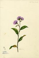 Barbieria pinnata
