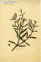 Sesuvium portulacastrum