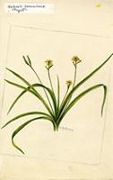 Hypoxis decumbens