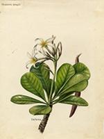 Plumeria krugii