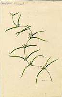 Metastelma lineare