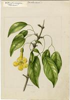 Doxantha unguis-cati