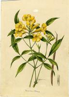 Tecoma stans