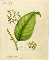Cordia sulcata