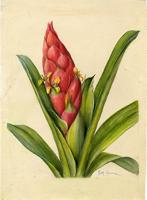 Guzmania berteroniana