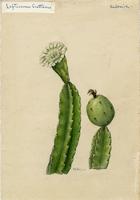 Leptocereus grantianus