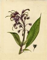 Tupa portoricensis
