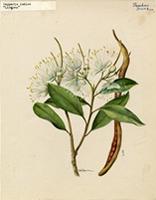 Capparis indica