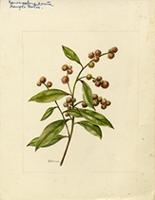 Conocarpus erectus